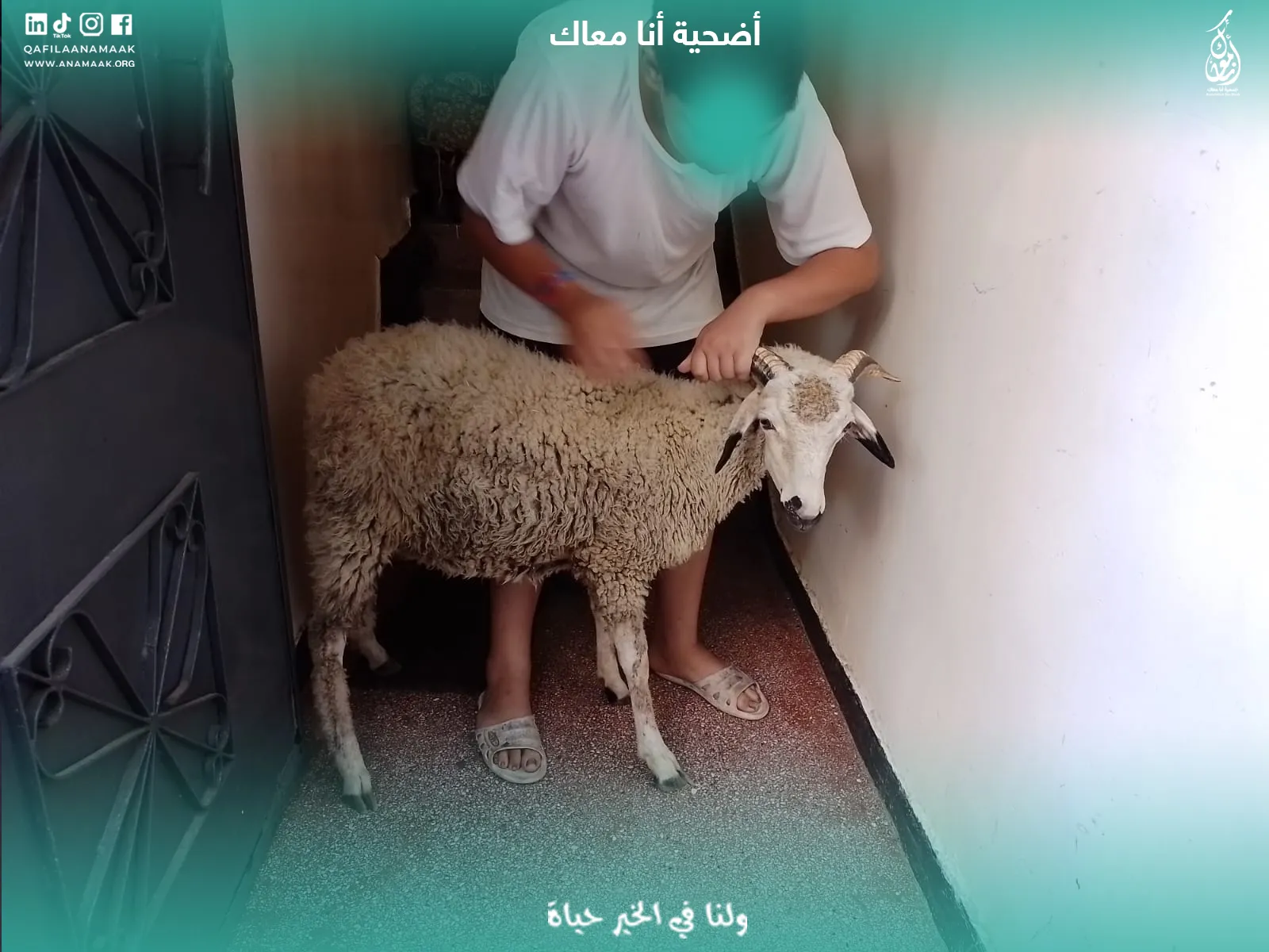 توزيع الأضاحي - جمعية أنا معاك
